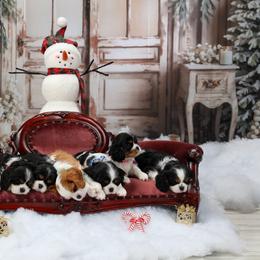Cavalier King Charles Spaniel Puppies from Royalheart Cavalier King Charles