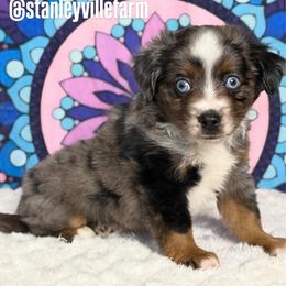 Blue Merle male - Blue merle male Miniature Australian Shepherd puppy in Buchanan, Georgia from Stanleyville Farm Mini Aussies
