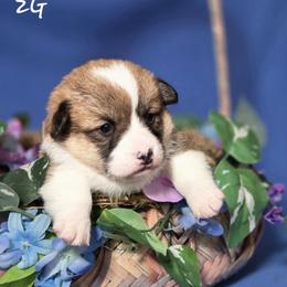 Miss Pink - Red female Pembroke Welsh Corgi puppy in Gig Harbor, Washington from Pacific Northwest Pembroke Welsh Corgis
