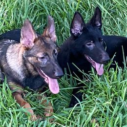 Pink collar - Sable German Shepherd puppy in Punta Gorda, Florida from Blitzenhaus Working Dogs