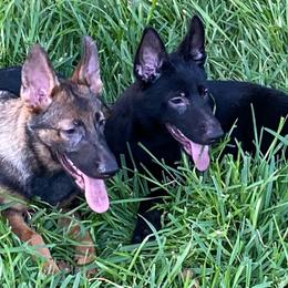 Pink collar - Sable German Shepherd puppy in Punta Gorda, Florida from Blitzenhaus Working Dogs