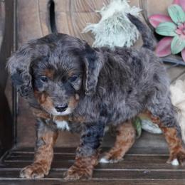 Boy 4 - Blue merle male Aussiedoodle puppy in Lawton, Oklahoma from Lindsey’s Aussies