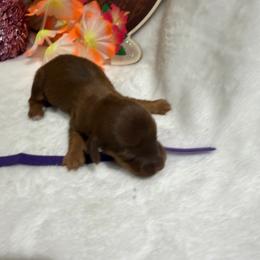Purple collar - Chocolate female Dachshund puppy in Pleasant Plains, Arkansas from JGBs Silver Spur Dachshunds