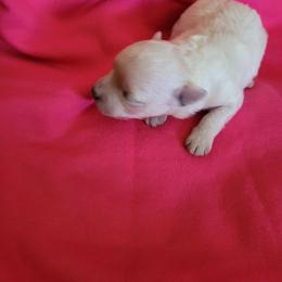 Iris - Cream female Maltipoo puppy in Mena, Arkansas from Belle Ball Puppies