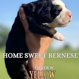 W Yellow - Black rust and white male Bernese Mountain Dog puppy in Winigan, Missouri from Home Sweet Bernese