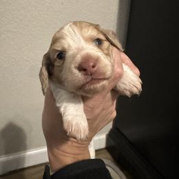 Girl 1 - Dapple female Dachshund puppy in La Marque, Texas from Sweet Southern Dachshunds