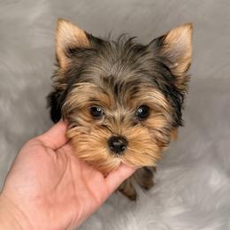Rylo - Black and gold male Yorkshire Terrier puppy in Houston, Texas from York-Chi House