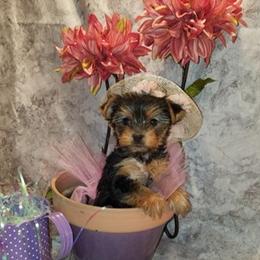 Biewer Terriers, Companion Crosses, and Yorkshire Terriers from Niko Terriers