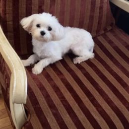Sampson - Maltese