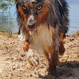Australian Shepherd and Miniature Australian Shepherd All Grown Up from Ross Ranch Mini and Standard Aussie's
