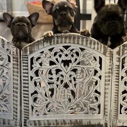 French Bulldog Puppies from The Frenchie Ravine Connection LLC