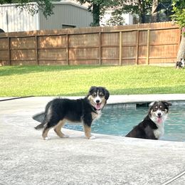 "Charlie- 3 months old" Miniature Australian Shepherd Puppies from Integrity Aussies Tx