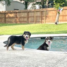 "Charlie- 3 months old" Miniature Australian Shepherd Puppies from Integrity Aussies Tx