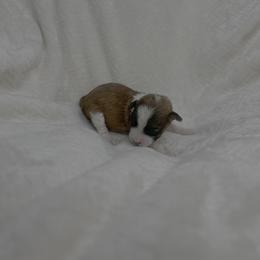 Jolteon - Red sable male Havapoo puppy in Surprise, Arizona from Huckleberry Doodles