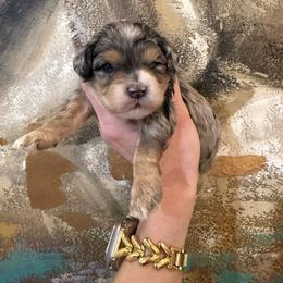 Male 3 - Merle male Cavapoo puppy in Fayetteville, Arkansas from Silver Hill Farm