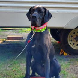 Great Danes from Victory Danes