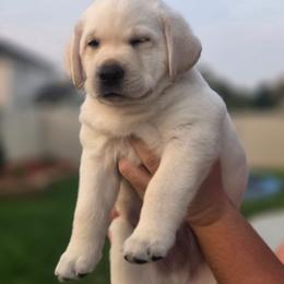 Light green,Cruze - Yellow male Labrador Retriever puppy in Nampa, Idaho from Gwyneira labs of Idaho
