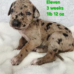 Eleven - Merle female Great Dane puppy in Bay City, Michigan from Monarch Danes