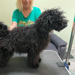 Male Puppy - Black male Puli puppy in Ocala, Florida from Bowmaker Pulik