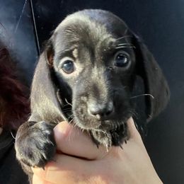Sophia-Girl 1 - Black female Dachshund puppy in Bigfork, Minnesota from Dachshunds Up North