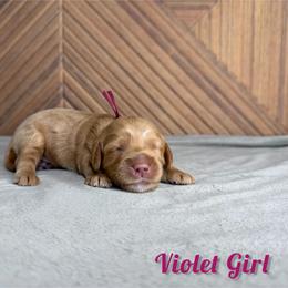 Violet Girl - Red  female Goldendoodle puppy in Modesto, California from Two Doods Doodles