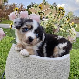 Peep - Blue merle male Miniature Australian Shepherd puppy in Port Saint Lucie, Florida from Charlene Brannon's Mini Australian Shepherds