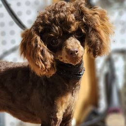Goldendoodle and Poodle Puppies from Poodles Perfected