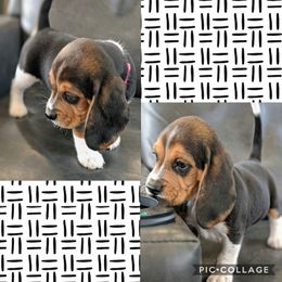 Beagle Puppies from Jennifer Knapp's Beagles