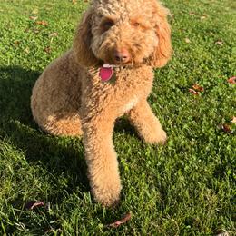 Penny - Goldendoodle