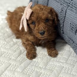 Ellie - Red  female Goldendoodle puppy in Lincoln, Nebraska from Daisy Doodles