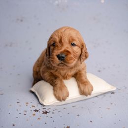 Boy 4 - male Golden Retriever puppy in Buhl, Idaho from Atkinson's Goldens