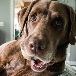 Norman - Labrador Retriever