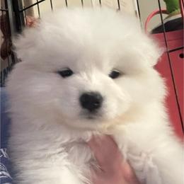 Australian Shepherd and Samoyed Puppies from SnowBlitz Samoyeds and CoralBlitz Aussies