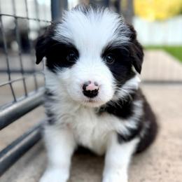 Doom - Black and white male Border Collie puppy in Kalispell, Montana from North Fork Border Collies
