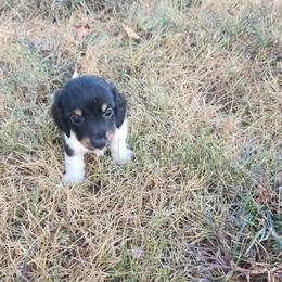 Everest - Piebald male Dachshund puppy in Hartville, Missouri from Aimee C. Doxies