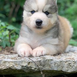Siberian Husky Puppies from Mill Creek Siberian Huskies