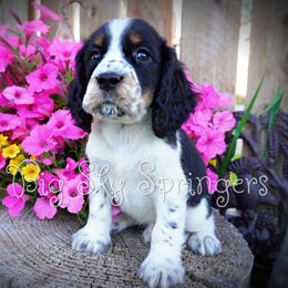 Boy 1 - Black white and tan male English Springer Spaniel puppy in Great Falls, Montana from Big Sky Springers