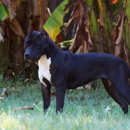 Wildfire - American Staffordshire Terrier