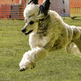 Poodles from Mount Mazama Kennels