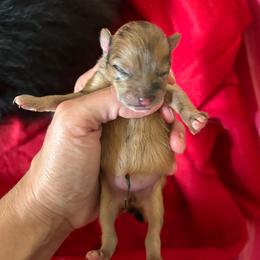 Bingo - Chocolate merle female Pomeranian puppy in Somerset, Kentucky from Perez Pomeranians