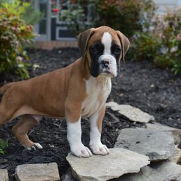 Boxer Puppies from Euro Boxx Boxers