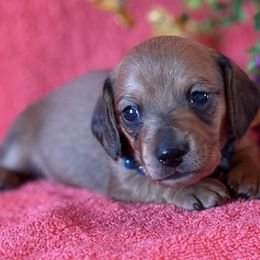 Beckett - Cream male Dachshund puppy in Lincoln, Arkansas from Red Dirt Dachshunds