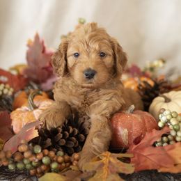 Orville Wright - male Golden Mountain Doodle puppy in Seffner, Florida from Gold Diamond Pup
