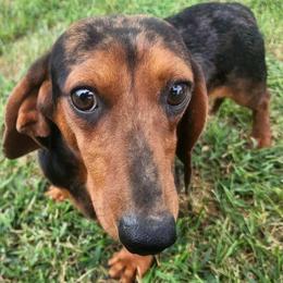 Duke - Dachshund