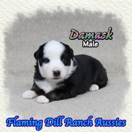 Damask - Black tri male Miniature Australian Shepherd puppy in Forestburg, Texas from Flaming Dill Ranch Aussies