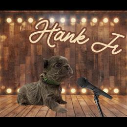 French Bulldog Puppies from Family Farm Frenchies