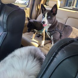 Pomsky Puppies from Ultimate Pomskies LLC