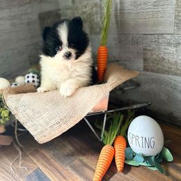 Pomeranian and Poodle Puppies from Briar Creek Buddies
