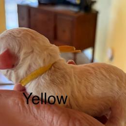 Mellow yellow - male Cavapoochon puppy in Mt Pleasant, Texas from Hippdoodranch