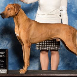 Rhodesian Ridgebacks from Symetri Ridgebacks